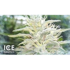 White Russian Auto, Фасовка: 10